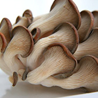 Mushrooms Products